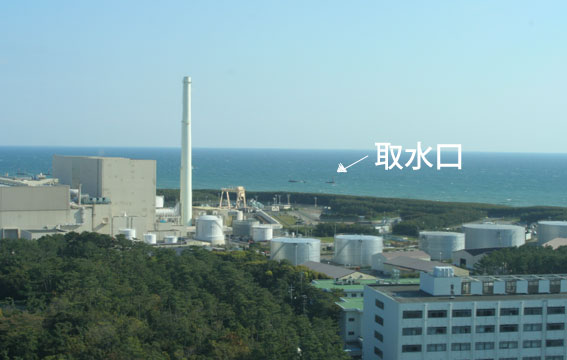 わらびと蛤とちいこと……浜岡原発と！_d0071596_20174319.jpg