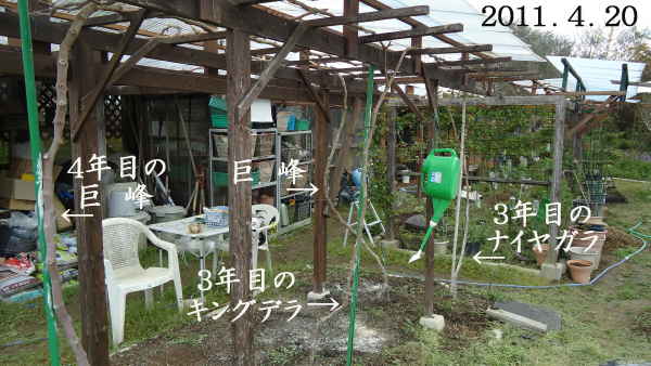 地植えブドウ 2番目の萌芽は 中粒早生の キングデラ 趣味の 果樹 今年も ぶどう と 新たに 桜桃 に注力 地植えブドウ 2番目の萌芽は 中粒早生の キングデラ 趣味の 果樹 今年も ぶどう と 新たに 桜桃 に注力