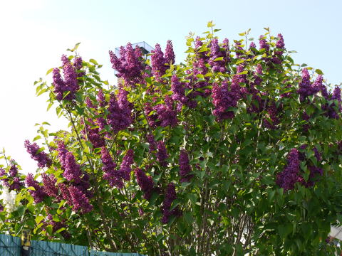 シャンブランと春の花たち_c0090198_249467.jpg