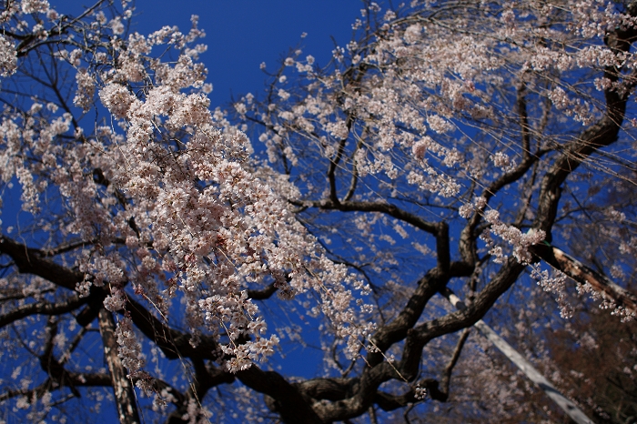 2011 sakura 1_a0197500_9523695.jpg