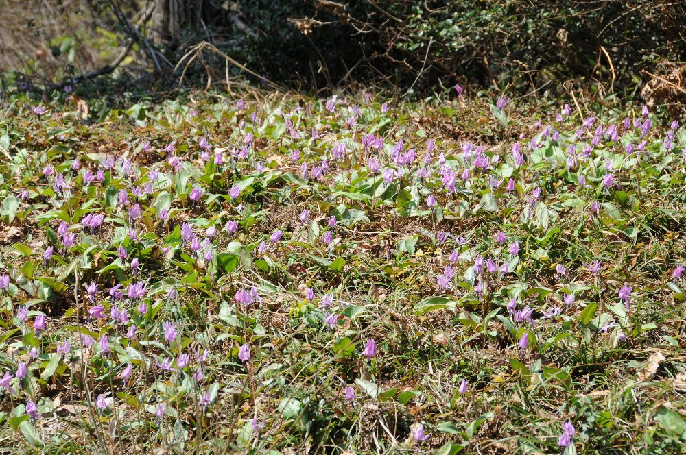 松が峰の桜とカタクリ_e0087201_1843292.jpg