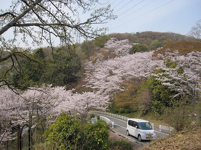 2011桜　大阪_e0097701_1116100.jpg