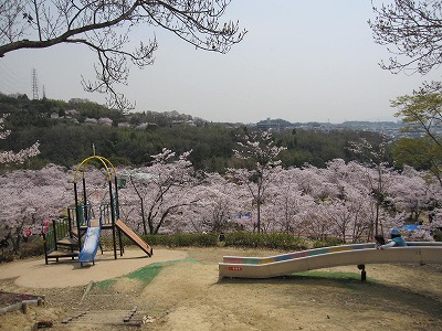 2011桜　大阪_e0097701_1121154.jpg