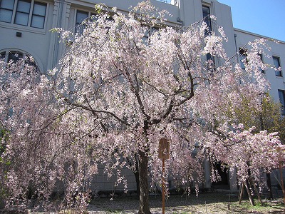 2011桜　大阪_e0097701_14792.jpg