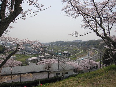 2011桜　大阪_e0097701_19527.jpg