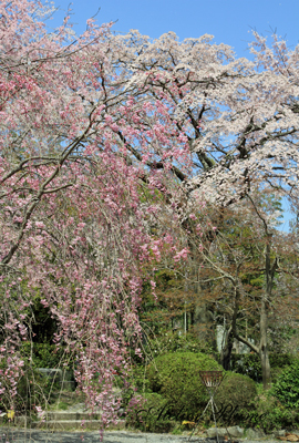 京都旅行の続き~_e0154202_1854429.jpg