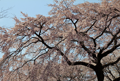 京都旅行の続き～_e0154202_185593.jpg