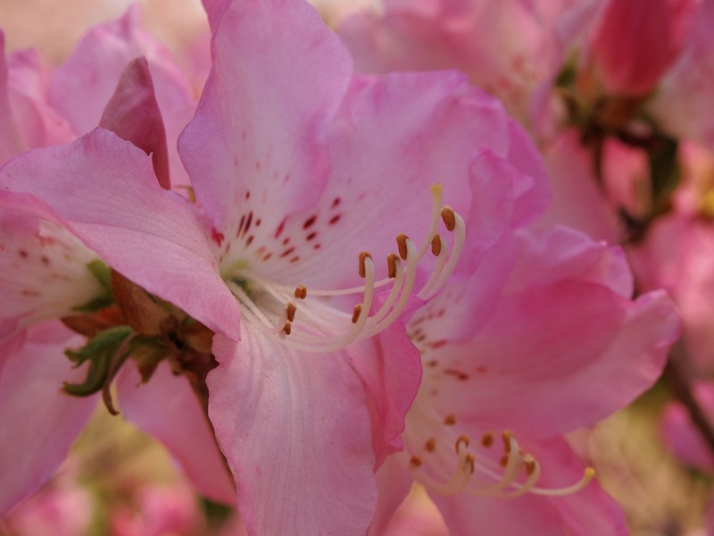 桜からツツジへ　2011/04/17_a0114003_2216574.jpg