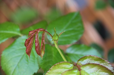 a0123003_13235946.jpg