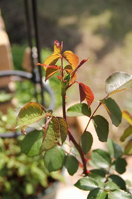 a0123003_13315818.jpg