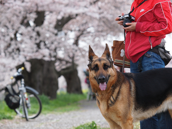 志木の桜（番外編）・やっくんと桜_f0180607_1263036.jpg