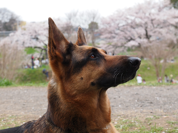 志木の桜（番外編）・やっくんと桜_f0180607_1263336.jpg