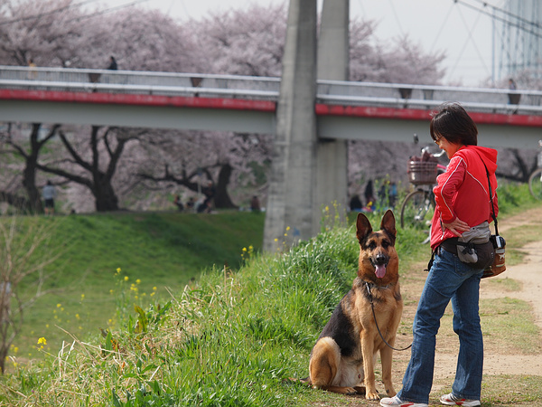 志木の桜（番外編）・やっくんと桜_f0180607_1263683.jpg