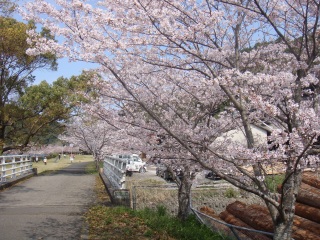 桜再観賞_b0135608_18121787.jpg