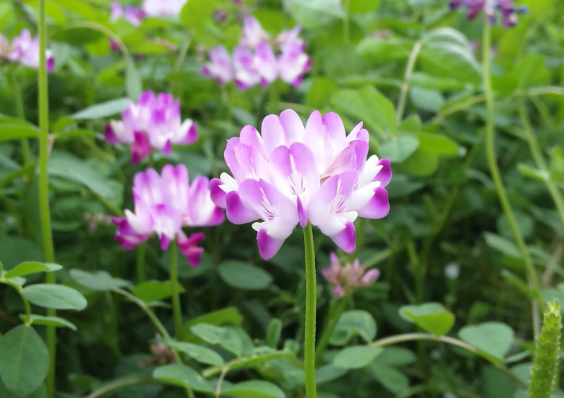 春の野原 花さんぽ 春の野原 花さんぽ