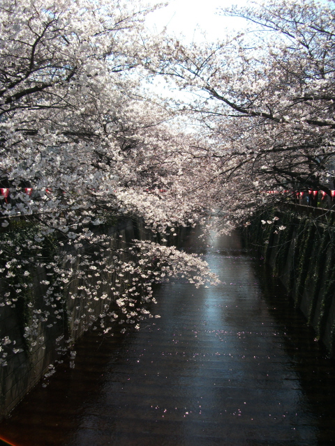 某所で桜屋_c0188809_20275975.jpg