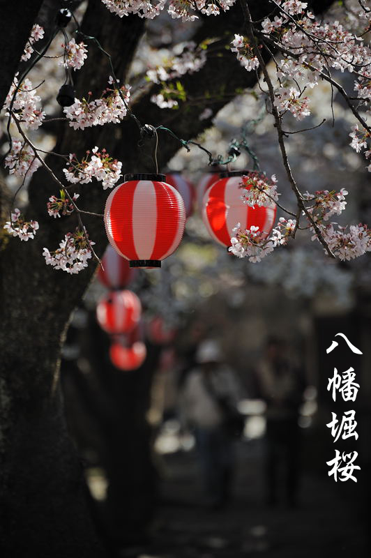 近江八幡春景色・其の四　総集編_f0032011_1947305.jpg