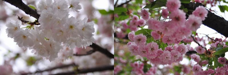 造幣局の桜の通り抜け_f0203612_22173863.jpg