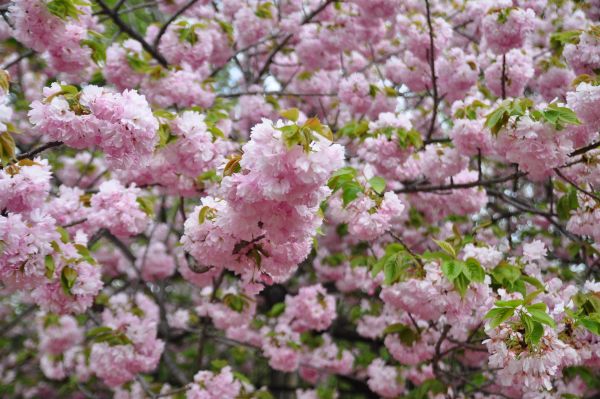 造幣局の桜の通り抜け_f0203612_22183534.jpg