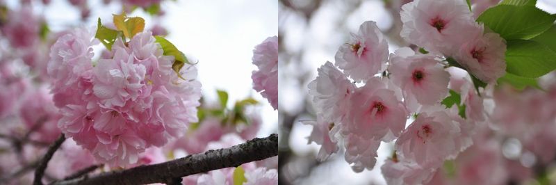 造幣局の桜の通り抜け_f0203612_2218455.jpg