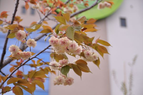 造幣局の桜の通り抜け_f0203612_22195234.jpg