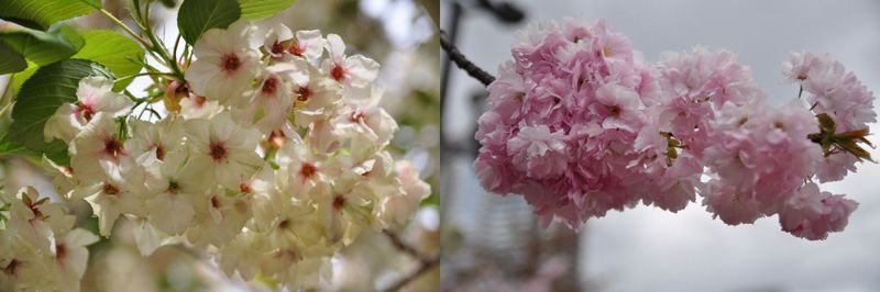 造幣局の桜の通り抜け_f0203612_22204153.jpg