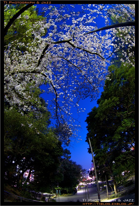 夜桜　広角レンズ比較　シグマ 10-20 vs ペンタックス 10-17 Fisheye Part 2_b0134013_094081.jpg