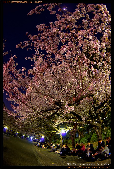 夜桜　広角レンズ比較　シグマ 10-20 vs ペンタックス 10-17 Fisheye Part 2_b0134013_095129.jpg