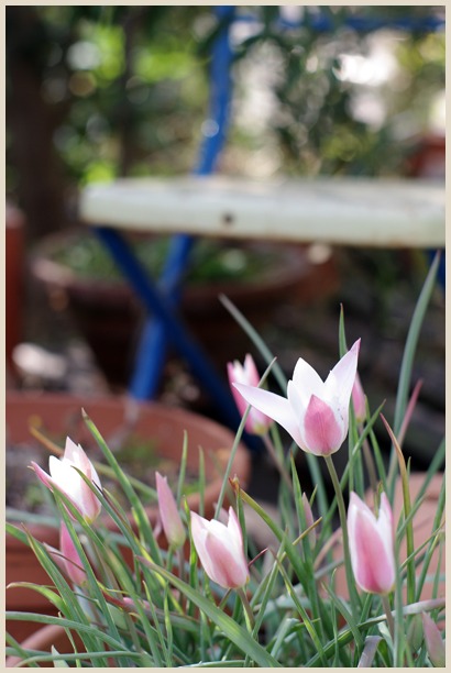 今年の花たち（屋外編）_c0110213_19313420.jpg