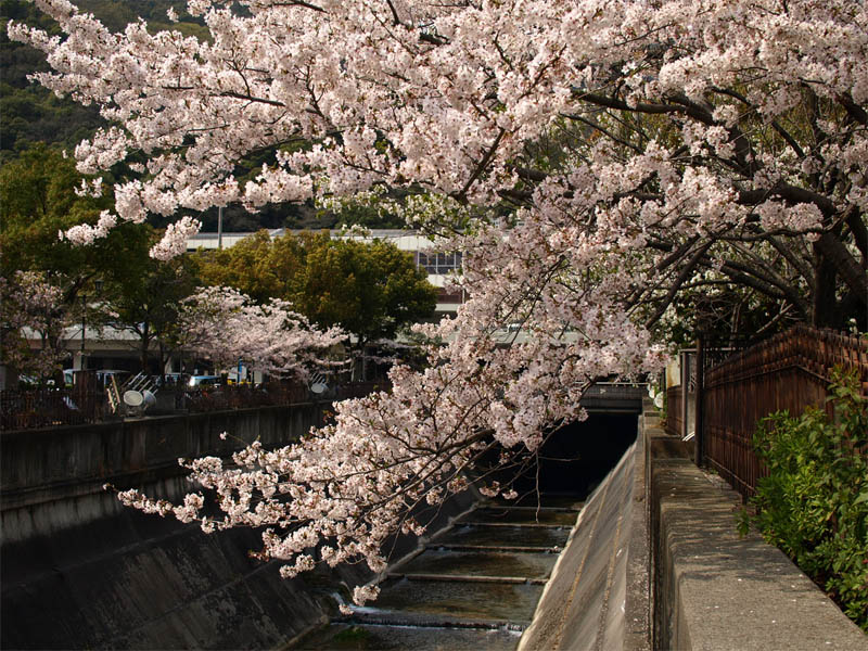 心と目の保養に今年の桜の写真を・・・＠2011_c0198213_23141919.jpg