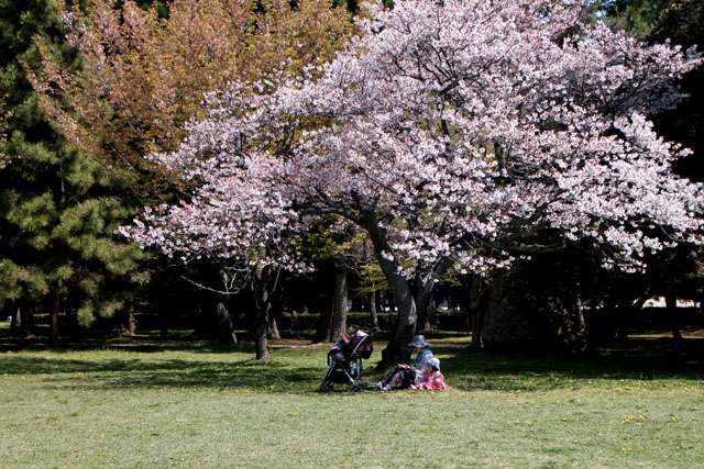 桜は終盤　京都御苑_e0048413_20574166.jpg