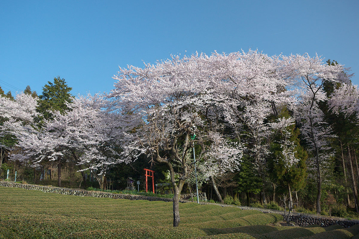 c0115616_7451343.jpg