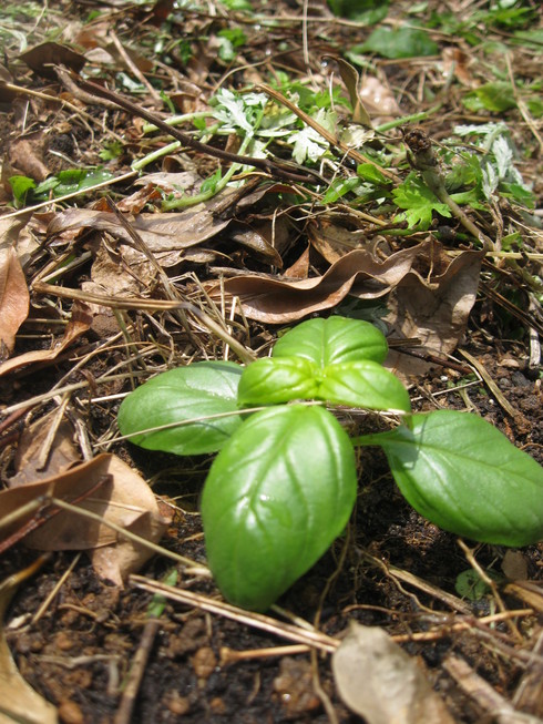 「夏野菜の植え込み」~~_a0125419_16441287.jpg