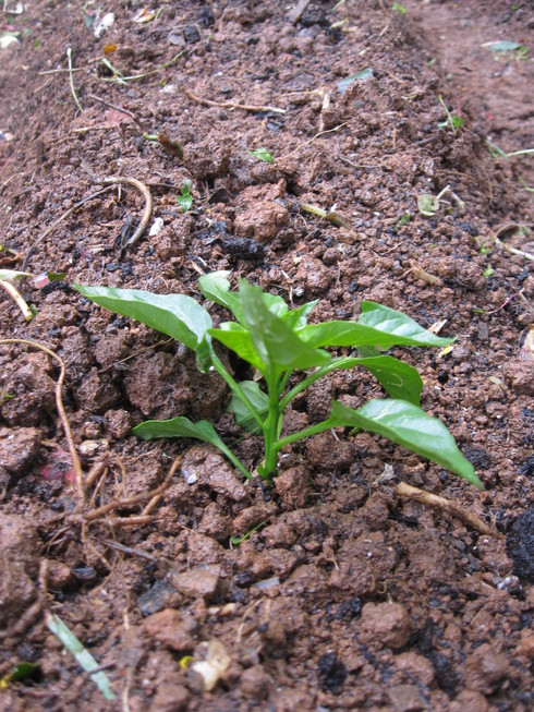「夏野菜の植え込み」~~_a0125419_16452516.jpg