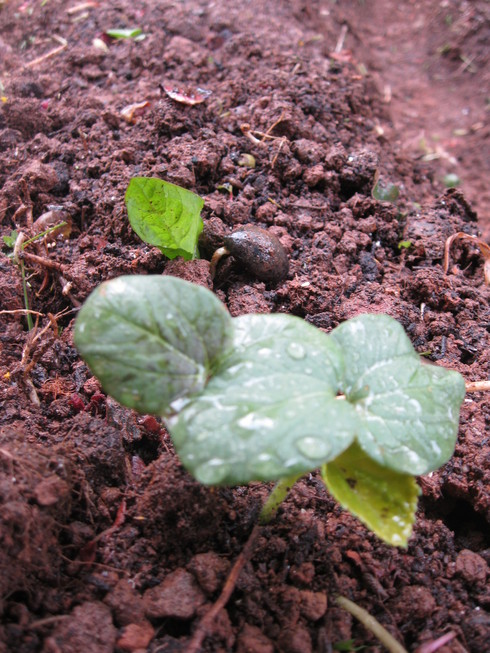 「夏野菜の植え込み」~~_a0125419_16455689.jpg