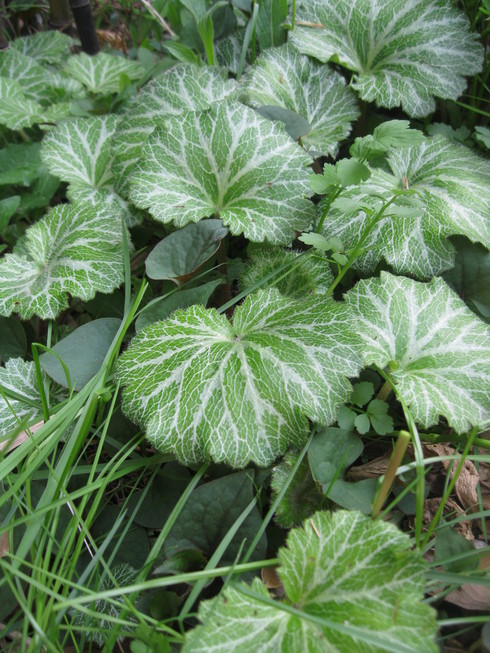 「夏野菜の植え込み」~~_a0125419_16473659.jpg