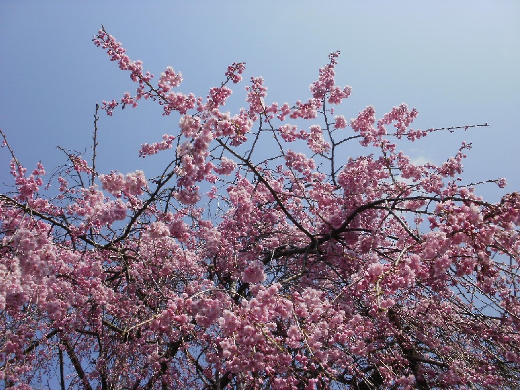 ~ 枝垂れ桜 ~_e0135219_11475749.jpg