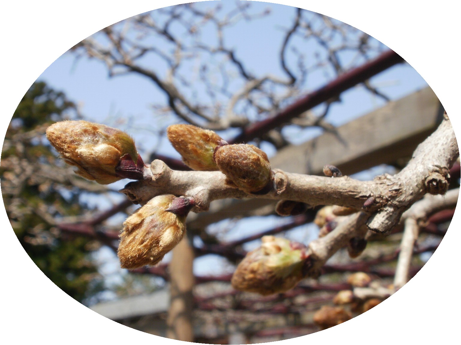 ~ 枝垂れ桜 ~_e0135219_11541116.jpg