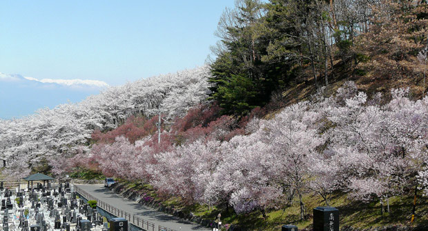 弘法山古墳の桜（松本市）_d0066822_16354189.jpg