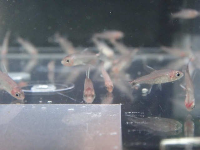 熱帯魚・水草・金魚_f0189122_1313074.jpg