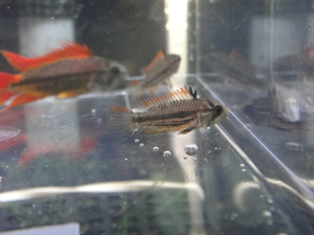 熱帯魚・水草・金魚_f0189122_13164448.jpg