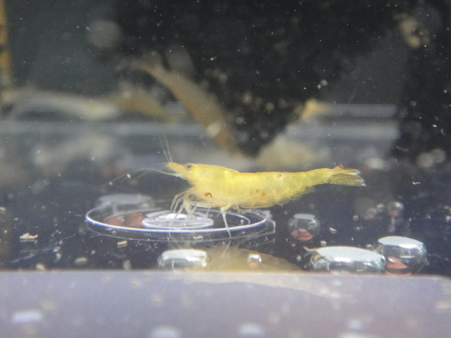 熱帯魚・水草・金魚_f0189122_1321311.jpg