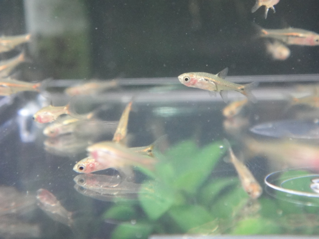 熱帯魚・水草・金魚_f0189122_138385.jpg