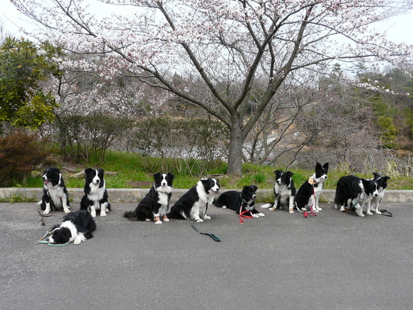 お花見IN香川オフ会_c0229523_11284941.jpg