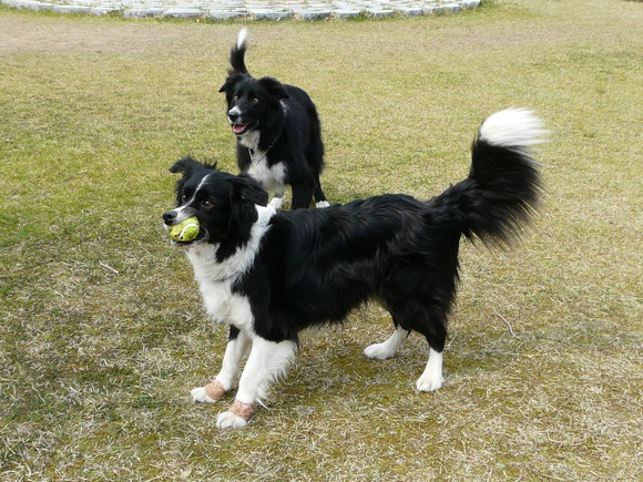 お花見IN香川オフ会_c0229523_1131469.jpg