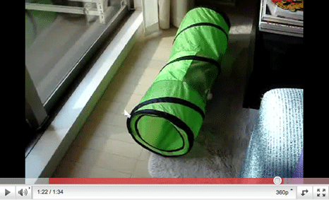 e0157129_18284793.gif