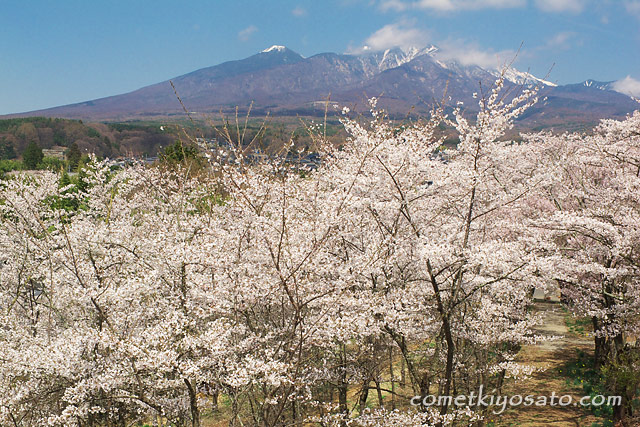 谷戸城跡の桜_b0179231_21482645.jpg