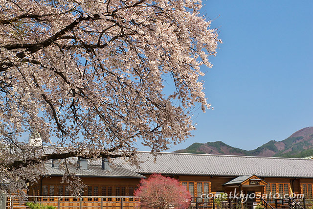 津金の三代校舎の桜_b0179231_223352.jpg
