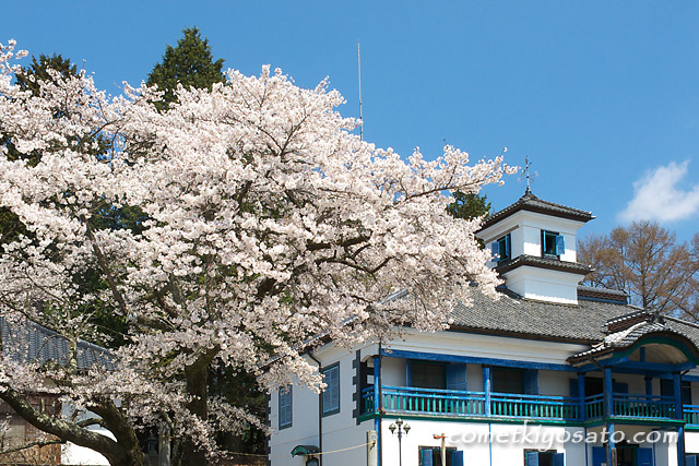 津金の三代校舎の桜_b0179231_2233690.jpg