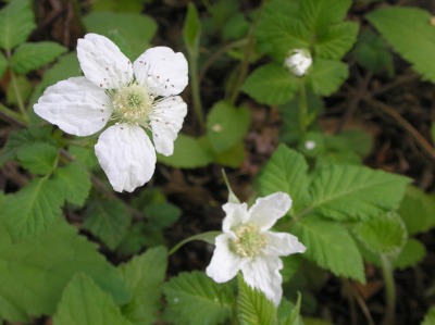 野いちごの花_b0207631_1001018.jpg